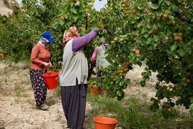 DEMİR VE C VİTAMİNİYLE DOLU