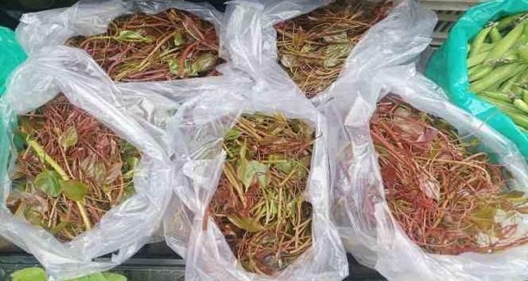 Karaciğere resmen reset atıyor Doğada kendi kendine yetişiyor: Kan şekerini terazi gibi dengeliyor, böbrekleri yeniden doğmuş gibi yapıyor