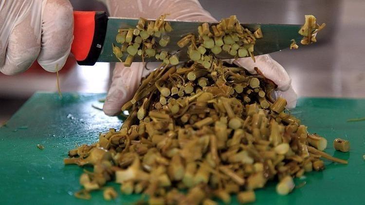 Karaciğere resmen reset atıyor Doğada kendi kendine yetişiyor: Kan şekerini terazi gibi dengeliyor, böbrekleri yeniden doğmuş gibi yapıyor