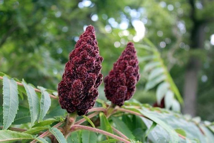 SUMAK SUYUNUN YAPILIŞI