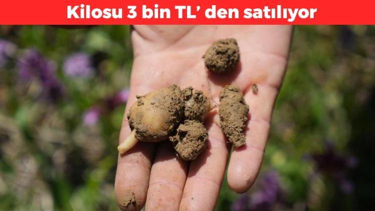 Samsunda hasadı başladı Topraktaki altın olarak biliniyor: 1 dönümü 2 buçuk milyon TL kazandırdı, kemikleri beton gibi güçlendiriyor