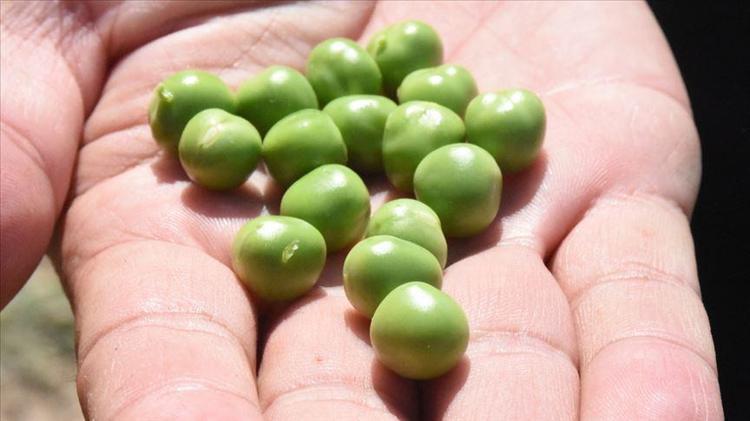 Kan şekerinin aniden düşmesini önlüyor C ve A vitamini zengini, çinko eksikliğini bitiriyor