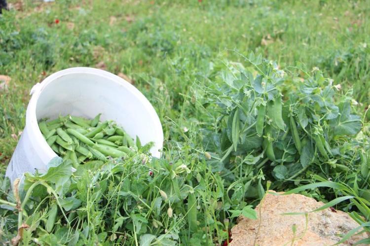 Kan şekerinin aniden düşmesini önlüyor C ve A vitamini zengini, çinko eksikliğini bitiriyor