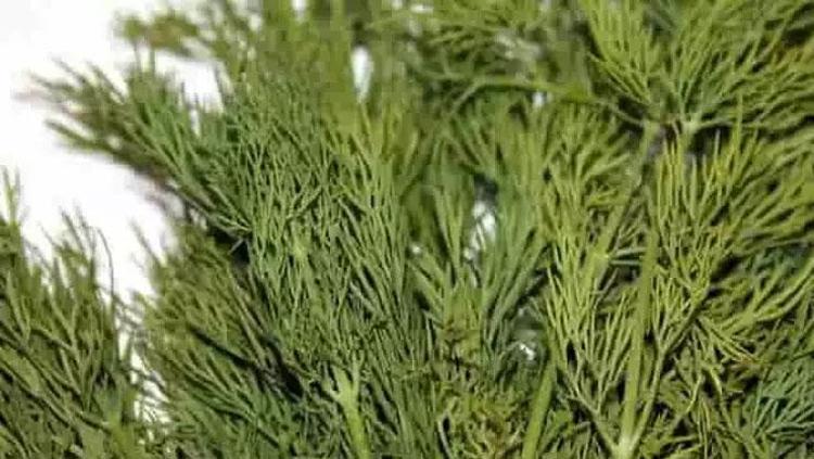 Salatanızın içine demet demet ekleyin Manavda 20 TL’den satılıyor: İltihabın kökünü kurutuyor, vücuda detoks yaptıran en faydalı besin