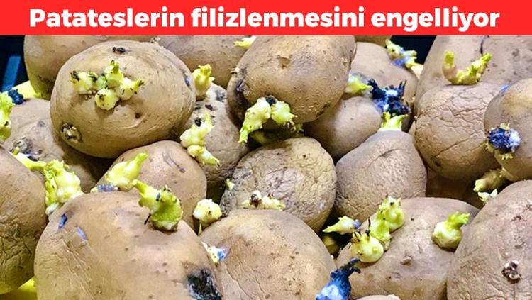 Bu sayede patatesleriniz filizlenmeyecek Aylarca taş gibi kalmasını sağlayacak yöntem: Sadece birkaç tane koymak yeterli oluyor