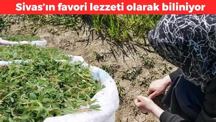 Sivas’ın favori lezzeti olarak biliniyor Osmanlı mutfağından günümüze kadar gelen şifa: Karaciğeri çamaşır suyuyla temizlenmiş gibi yapıyor