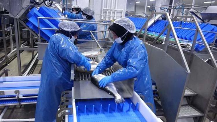 Karadenizin incisinde hasat vakti Kalitesiyle Norveçi solluyor: Tıkalı damarları yağ çözücü gibi açıp oturduğunuz yerden kas yaptırıyor, cildi kolajene boğuyor