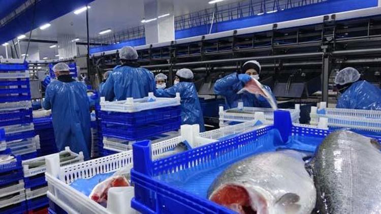 Karadenizin incisinde hasat vakti Kalitesiyle Norveçi solluyor: Tıkalı damarları yağ çözücü gibi açıp oturduğunuz yerden kas yaptırıyor, cildi kolajene boğuyor