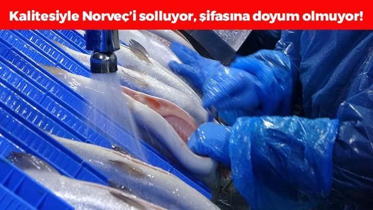 Karadenizin incisinde hasat vakti Kalitesiyle Norveçi solluyor: Tıkalı damarları yağ çözücü gibi açıp oturduğunuz yerden kas yaptırıyor, cildi kolajene boğuyor