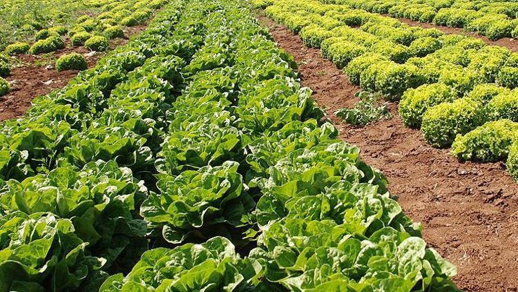 Erzincanda yetiştirilip hasat ediliyor Bağırsakları makine gibi çalıştırıyor: Damarları derinlemesine temizliyor