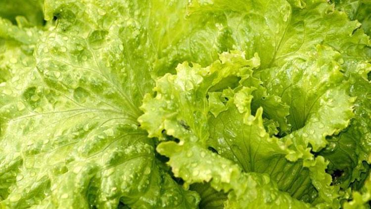 Erzincanda yetiştirilip hasat ediliyor Bağırsakları makine gibi çalıştırıyor: Damarları derinlemesine temizliyor