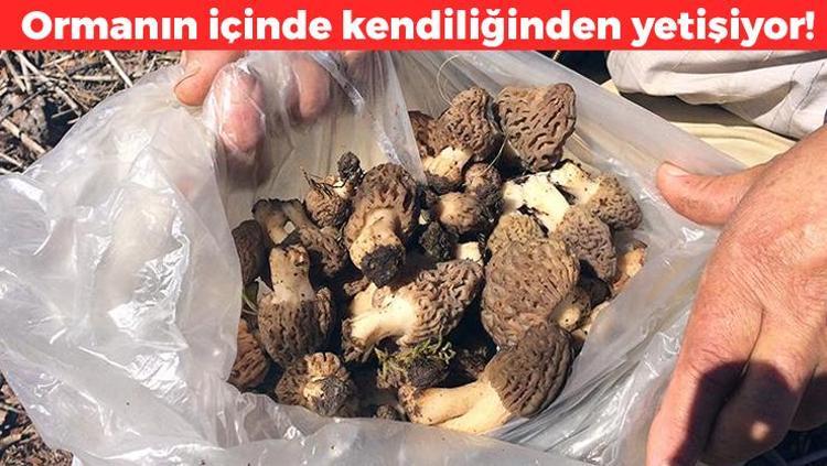 Yerini bilenler sır gibi saklıyor Nisan ayında başlayıp mayıs ayında bitiyor: Vücuttaki iltihabın kökünü kurutuyor