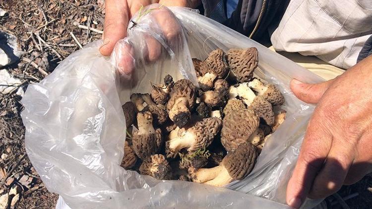 Yerini bilenler sır gibi saklıyor Nisan ayında başlayıp mayıs ayında bitiyor: Vücuttaki iltihabın kökünü kurutuyor