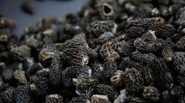 KANSERE KARŞI KORUYUCU