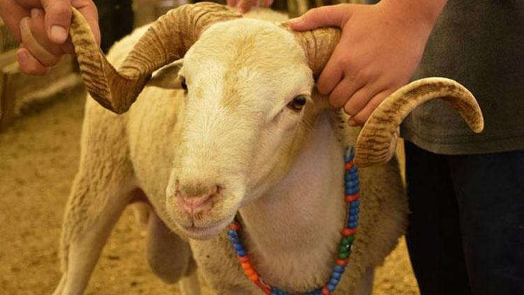 KURBAN BAYRAMINA KAÇ GÜN KALDI, 9 GÜN OLACAK MI