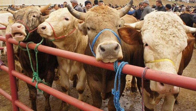 Kurban bayramı ne zaman 2025 Kurban Bayramına kaç gün kaldı, 9 gün olacak mı Kurban Bayramı tatili tarihi