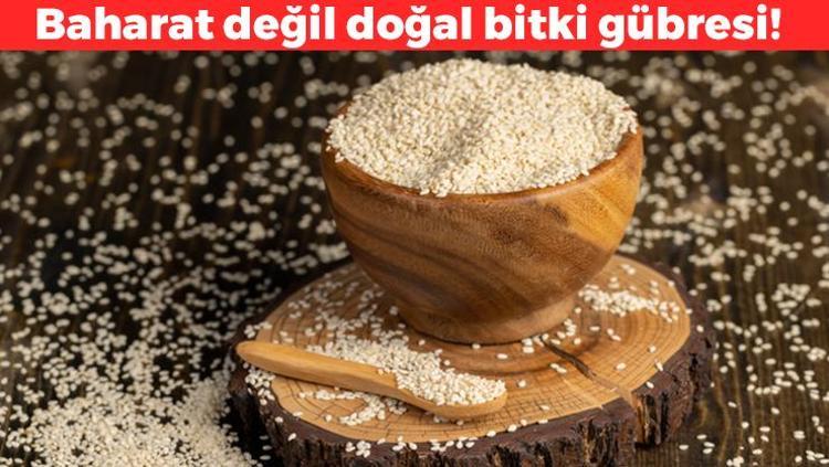 Baharat değil bitki gübresi Kaktüse bile çiçek açtırıyor: Toprağa 1 kaşık karıştırmak yeterli