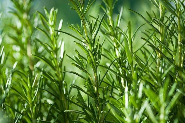 Saç derisi bariyerini onaran yöntem Egzama, kepek ve kaşıntıyı 1 gecede bitiriyor