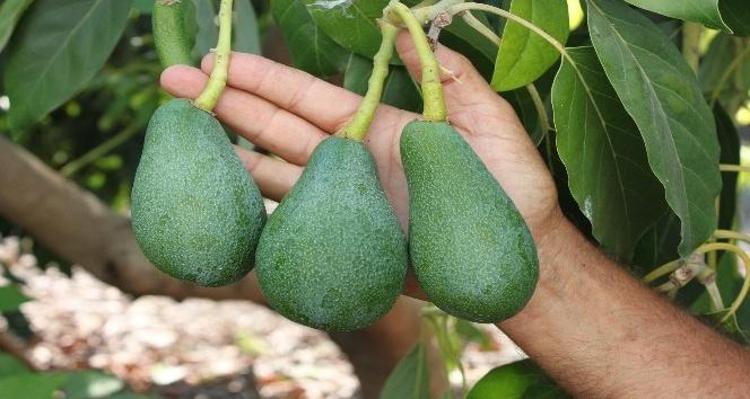 Nabzı dakikada 60-100 arasına sabitliyor Kahvaltıda yarısını yiyenler etkilerine inanamıyor