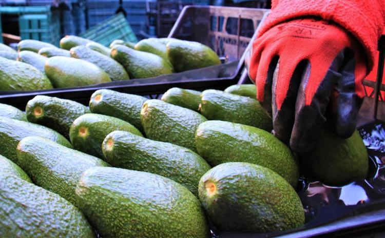 Nabzı dakikada 60-100 arasına sabitliyor Kahvaltıda yarısını yiyenler etkilerine inanamıyor