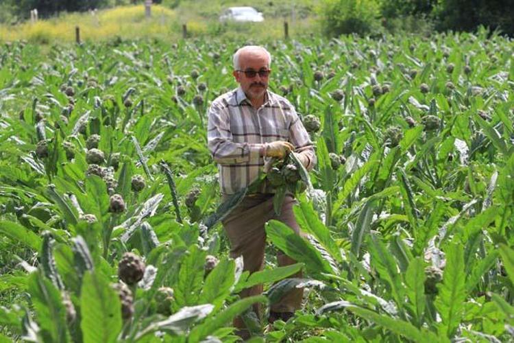 ENGİNAR NASIL TÜKETİLMELİ