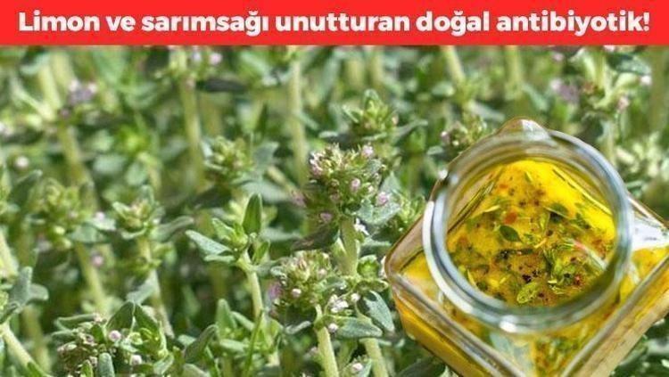 Kalsiyum, demir ve manganez zengini Demeti 30 TL: Limon ve sarımsağı tarihe gömüyor, dünyanın en güçlü doğal antibiyotiği oymuş