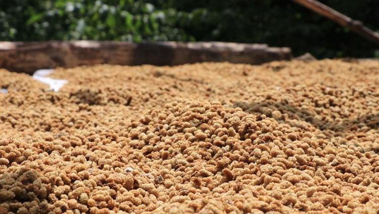 Bulduğunuz yerde avuç avuç yiyin Şeker yerine bunu tüketin: Bağırsak florasını coşturuyor, Kana saniyesinde karışıp demir depolarını dolduruyor