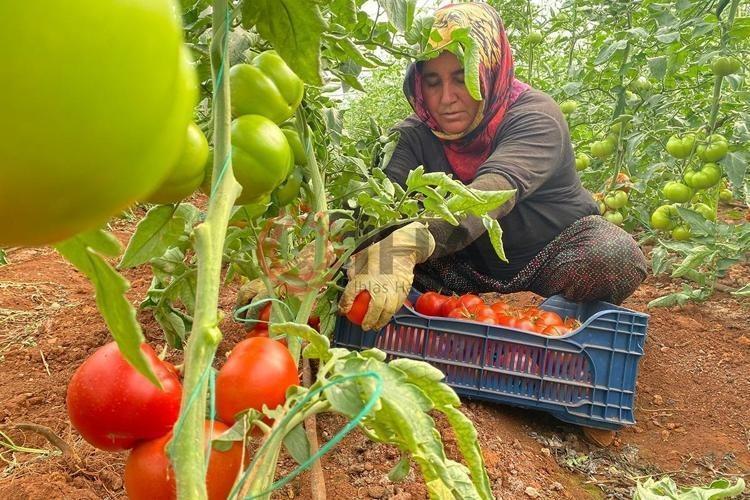 Mersinde hasadı başladı Kilosu 25 liraya kadar indi: Tıkalı damarları yağ çözücü gibi açıp, kemikleri beton gibi güçlendiriyor