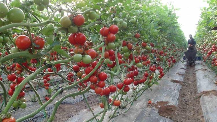 Mersinde hasadı başladı Kilosu 25 liraya kadar indi: Tıkalı damarları yağ çözücü gibi açıp, kemikleri beton gibi güçlendiriyor