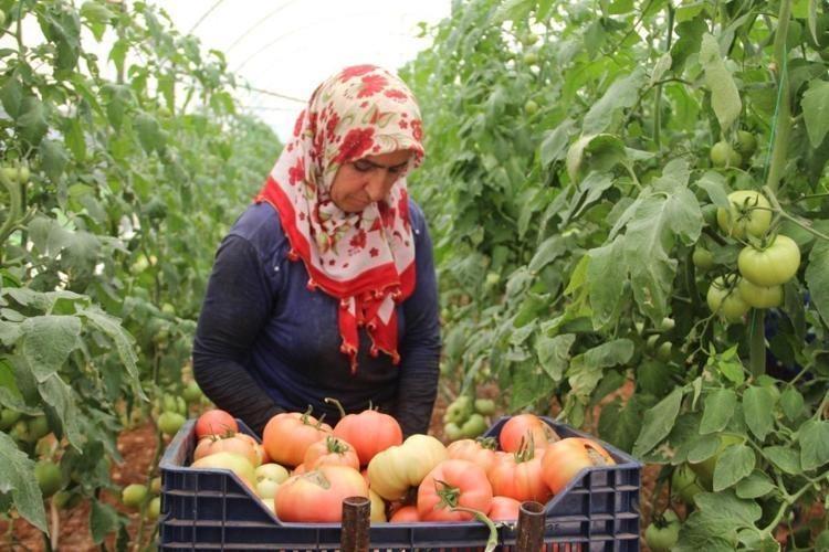 Mersinde hasadı başladı Kilosu 25 liraya kadar indi: Tıkalı damarları yağ çözücü gibi açıp, kemikleri beton gibi güçlendiriyor