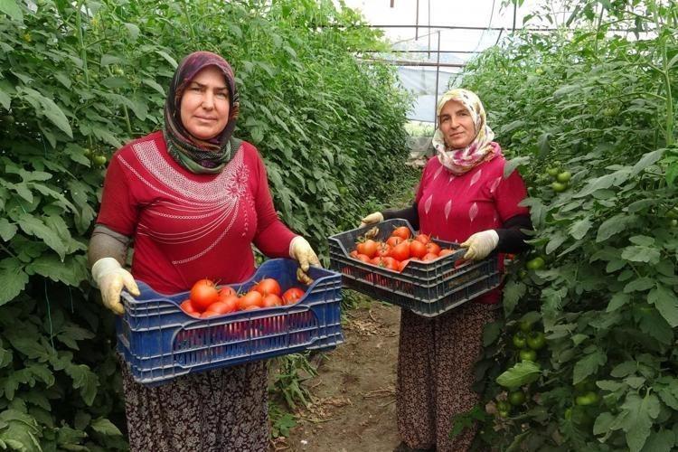 Mersinde hasadı başladı Kilosu 25 liraya kadar indi: Tıkalı damarları yağ çözücü gibi açıp, kemikleri beton gibi güçlendiriyor
