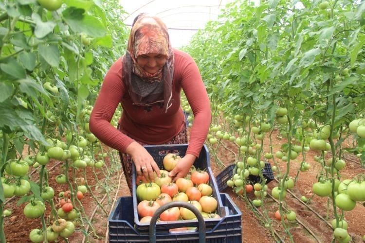 Mersinde hasadı başladı Kilosu 25 liraya kadar indi: Tıkalı damarları yağ çözücü gibi açıp, kemikleri beton gibi güçlendiriyor