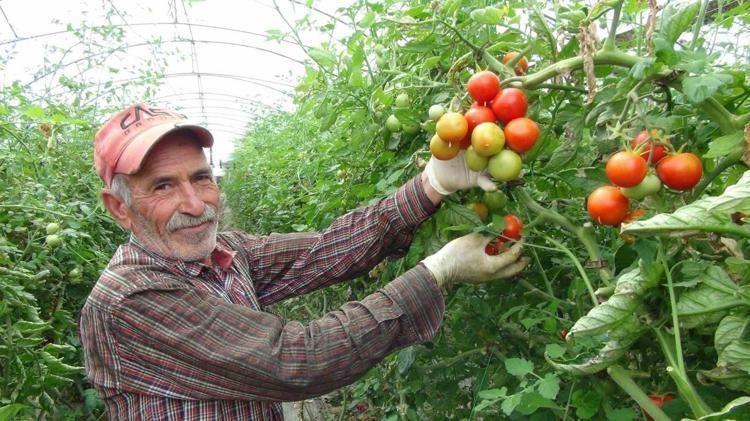 Mersinde hasadı başladı Kilosu 25 liraya kadar indi: Tıkalı damarları yağ çözücü gibi açıp, kemikleri beton gibi güçlendiriyor