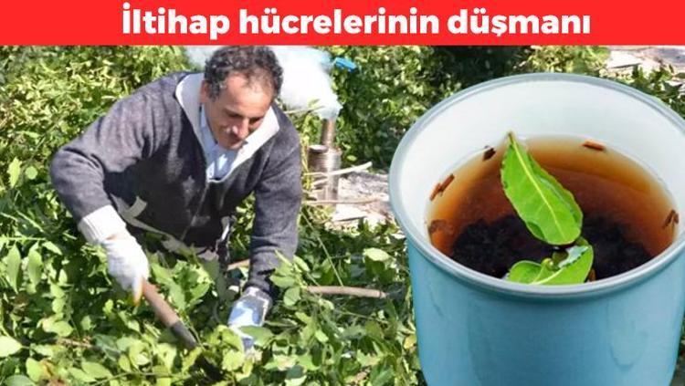 Geleneksel tıbbın en güçlü bitkisi İltihap hücrelerinin düşmanı: Baş ağrısını anında kesiyor, doğal ilaç olarak biliniyor