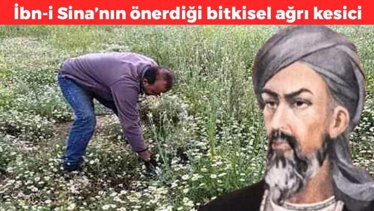 Yol kenarında kendiliğinden yetişiyor Halk arasında doğal ağrı kesini olarak biliniyor: Bir tutamı bir kutu ilaca bedel, ağrıyı bıçak gibi kesiyor