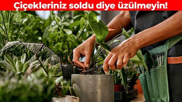 Gübre ihtiyacını tarihe karıştırıyor Solmuş çiçekleri saniyesinde canlandırıyor: Dibine 1 parça eklemeniz yetiyor
