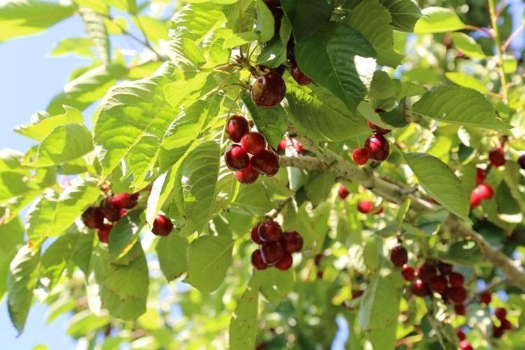KALP VE DAMAR SAĞLIĞINI KORUR