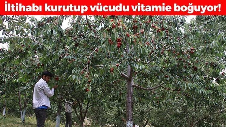 Faydasını duyan avuç avuç yiyor İltihabın kökünü kurutup tıkalı damarları yağ çözücü gibi açıyor Doğal tansiyon ilacı olarak da biliniyor