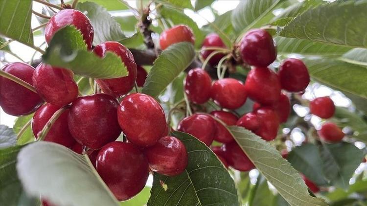 BAĞIŞIKLIK SİSTEMİNİ GÜÇLENDİRİR