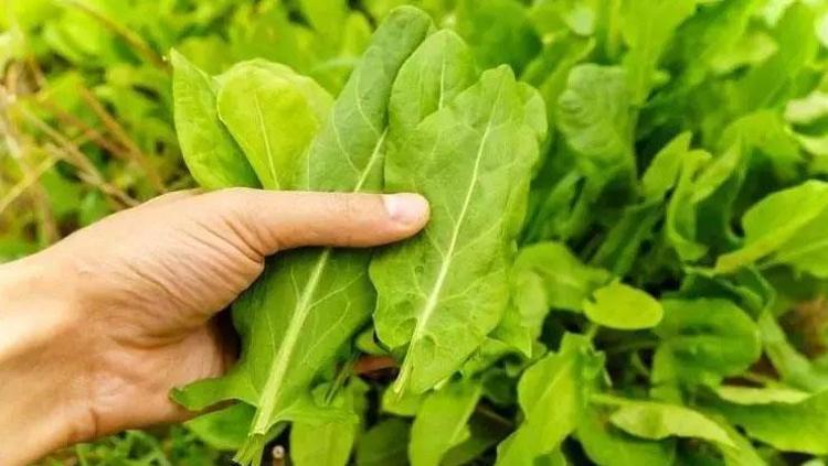 BÖBREK SAĞLIĞI VE FAZLA SIVI ATIMI