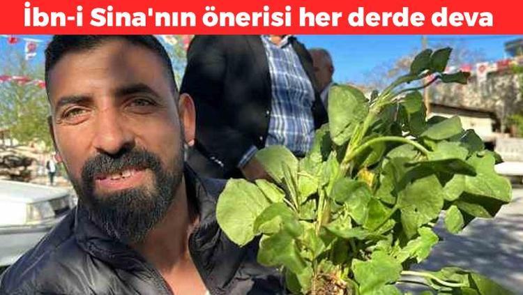 Yüzyıllardır doğada kendiliğinden yetişiyor Mikrop öldürücü olarak biliniyor: Bağırsakları motor gibi çalıştırıyor, böbrekleri diyalizden kurtarıyor