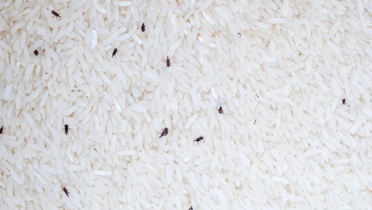 DOĞRU SAKLAMA KOŞULLARI İLE BAKLİYATLARIN ÖMRÜNÜ UZATIN