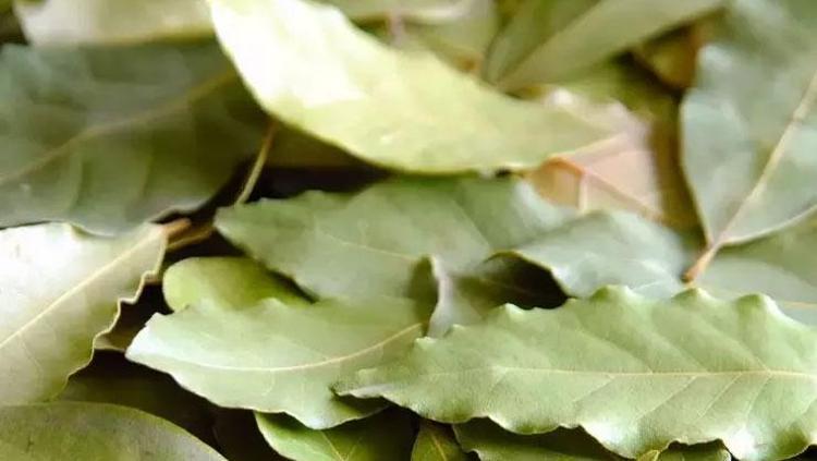 Bakliyatları böceklerden koruyor İçerisine birkaç yaprak eklemek yeterli: Aylarca tertemiz şekilde saklamanızı sağlıyor