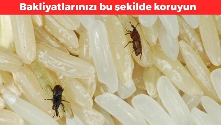 Bakliyatları böceklerden koruyor İçerisine birkaç yaprak eklemek yeterli: Aylarca tertemiz şekilde saklamanızı sağlıyor