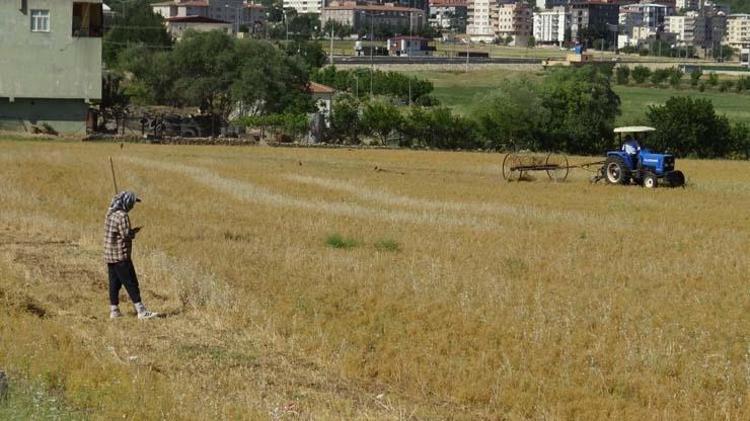 Batmanda hasadı başladı Bir avucu tansiyon ilacı etkisine sahip, kolesterolü düşürüp demir ve potasyum depolarını fullüyor