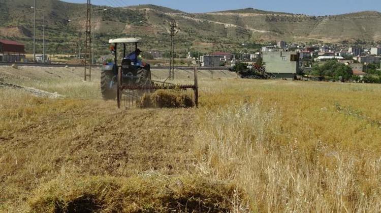 Batmanda hasadı başladı Bir avucu tansiyon ilacı etkisine sahip, kolesterolü düşürüp demir ve potasyum depolarını fullüyor