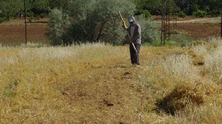 Batmanda hasadı başladı Bir avucu tansiyon ilacı etkisine sahip, kolesterolü düşürüp demir ve potasyum depolarını fullüyor