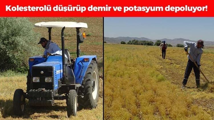 Batmanda hasadı başladı Bir avucu tansiyon ilacı etkisine sahip, kolesterolü düşürüp demir ve potasyum depolarını fullüyor