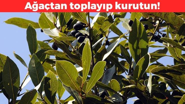 Ağaçtan toplayıp kurutun Sinopta doğal ilaç olarak biliniyor: Yemeklere yaprak yaprak ekleyin
