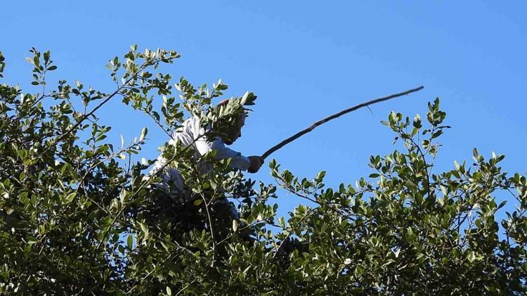 Ağaçtan toplayıp kurutun Sinopta doğal ilaç olarak biliniyor: Yemeklere yaprak yaprak ekleyin